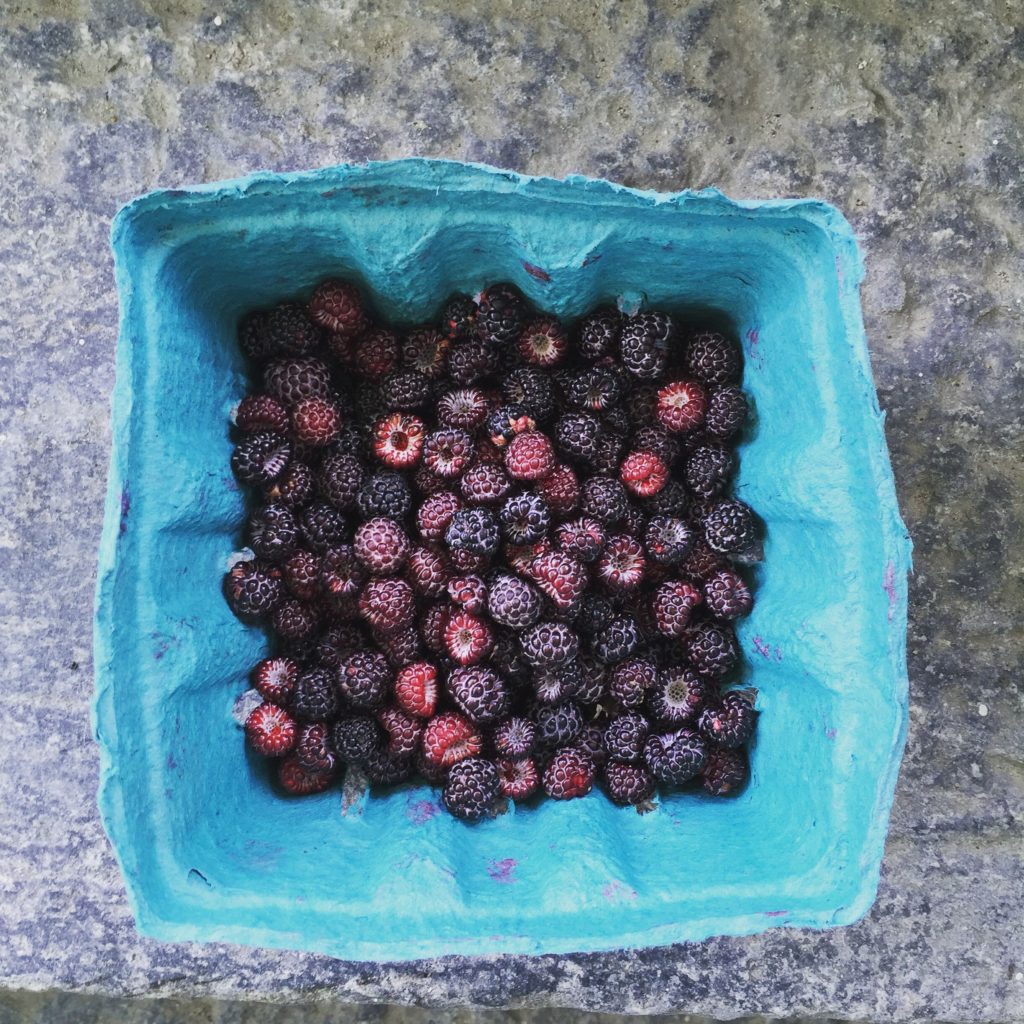 blackberries